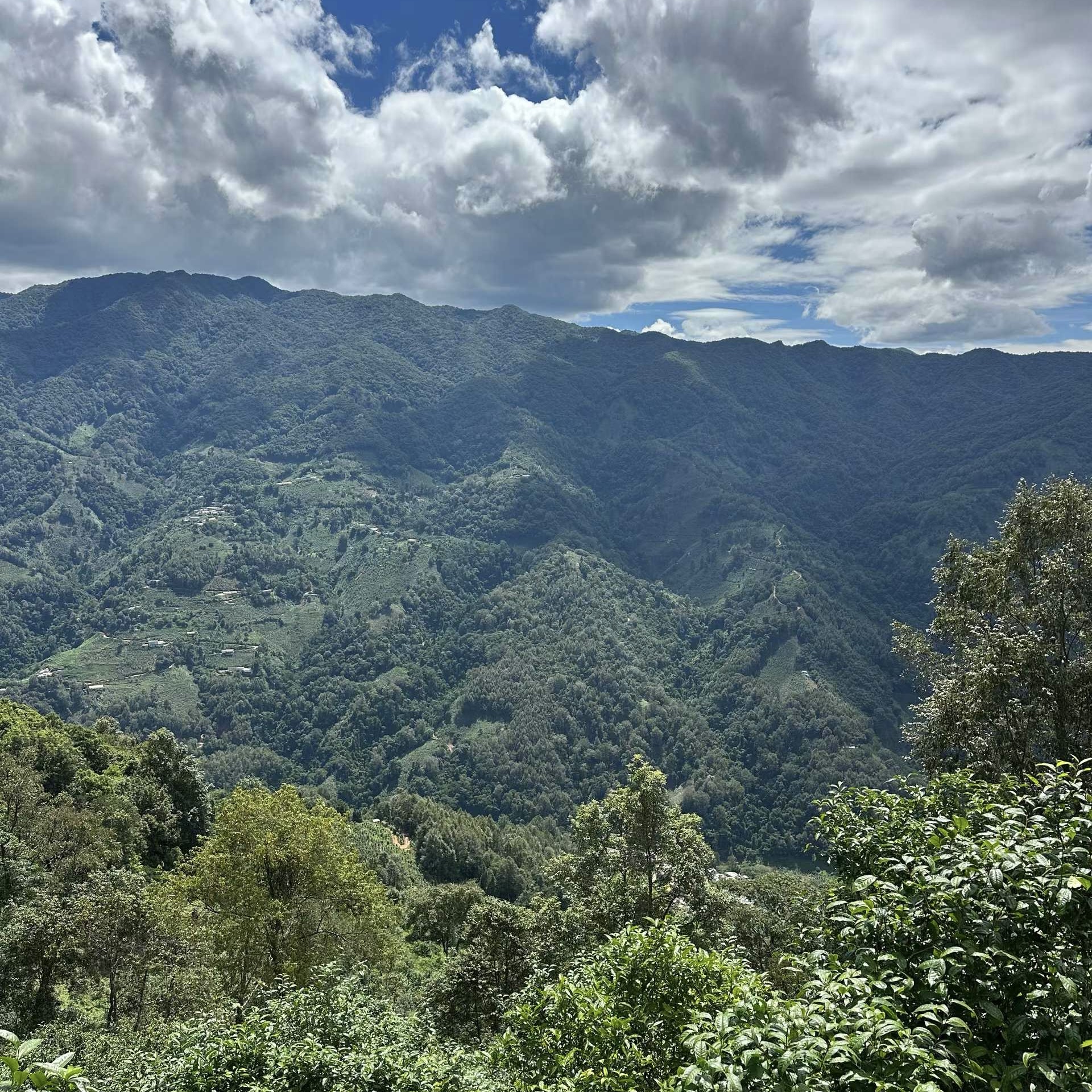 2021 Spring Harvest Bingdao Ancient Tree Raw Pu-erh - Image 8