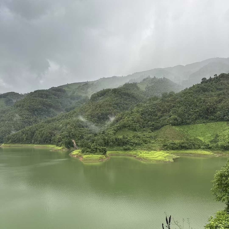 2021 Spring Harvest Bingdao Ancient Tree Raw Pu-erh - Image 7