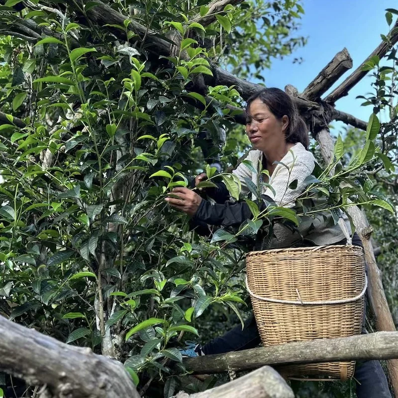 2021 Spring Harvest Bingdao Ancient Tree Raw Pu-erh - Image 5